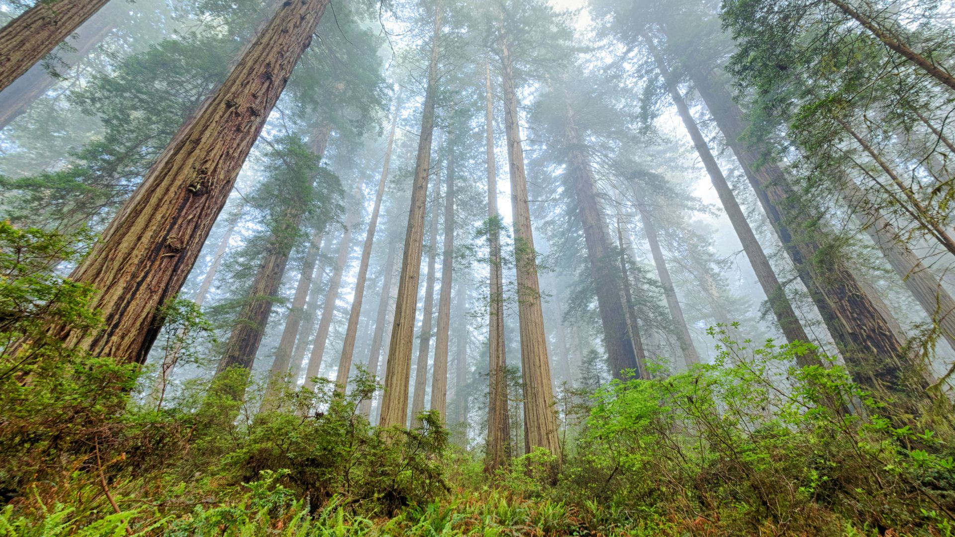 Des arbres millénaires sont menacés par l'incendie du parc Yosemite. © Canva